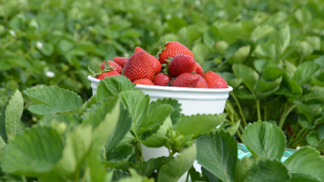 FACT AND FIGURES ABOUT UK FOOD AND AGRICULTURAL INDUSTRY
